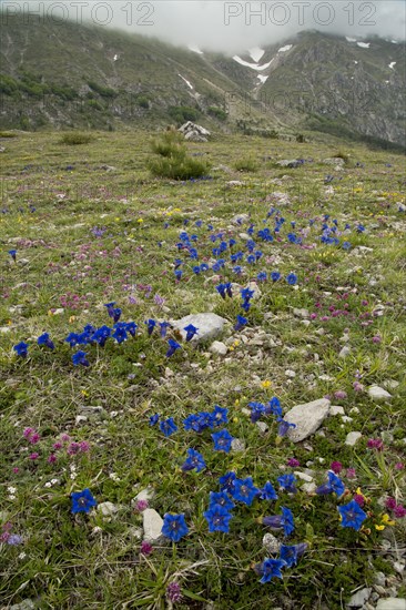 Flowering mass of Appennine Trumpet dinaric gentian