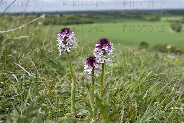 Flowering burnt burnt-tip orchid