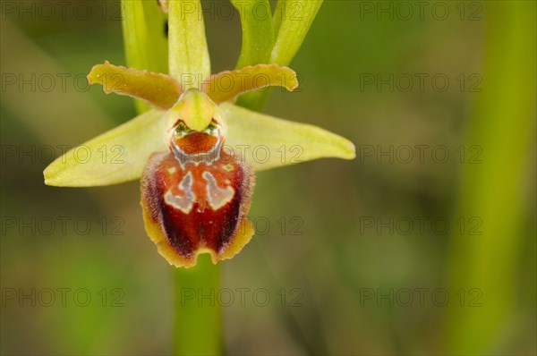 Early Spider Orchid