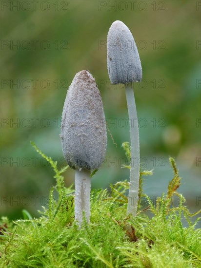 Fruiting body of common inkcap