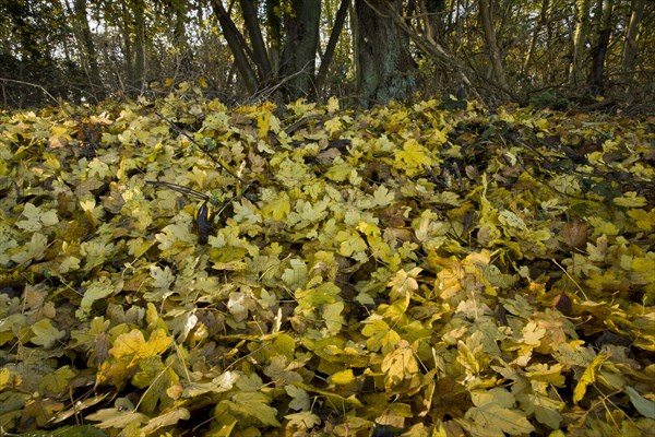 Field maple