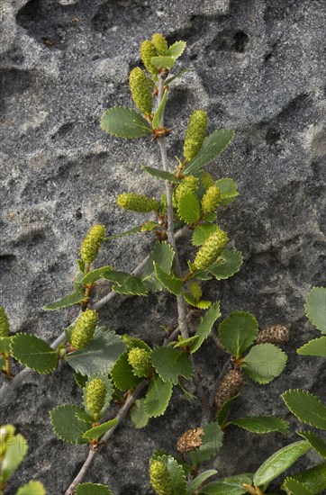 American bog birch