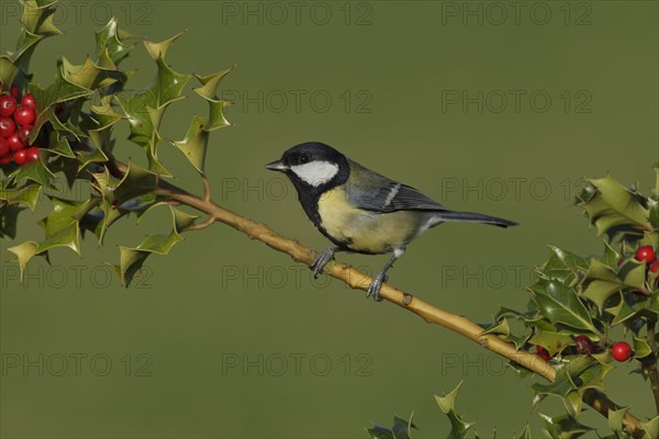 Great Tit