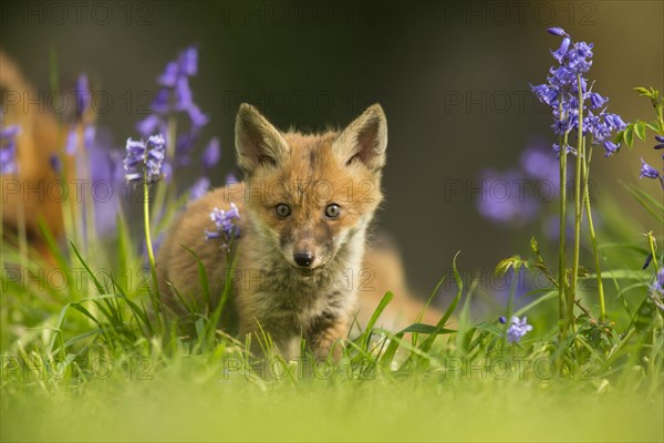 European Red Fox