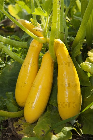 Yellow Courgette