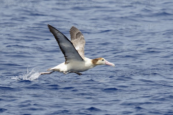 Adult short-tailed albatross