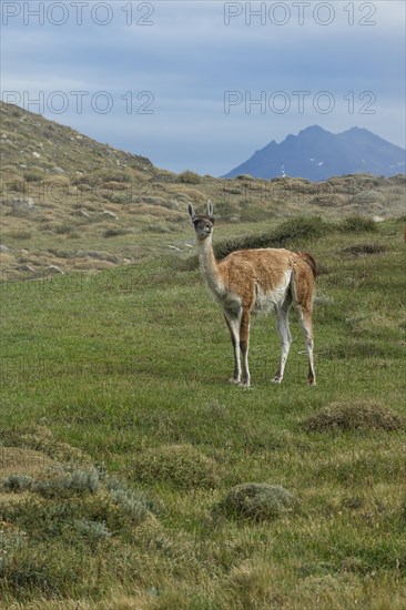 Guanaco