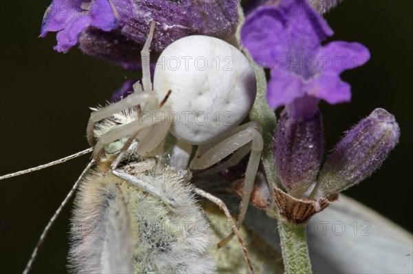 Variable crab spider