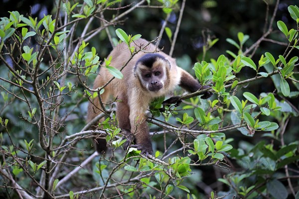 Tufted capuchin