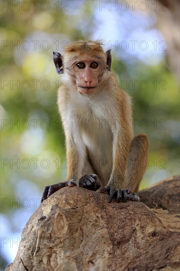 Toque macaque