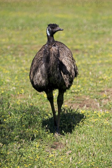 Emu