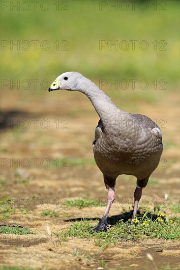 Cape barren goose