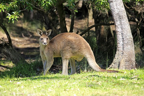 Eastern grey kangaroo