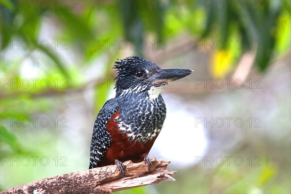 Giant Kingfisher