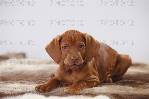 Shorthaired Hungarian Pointing Dog