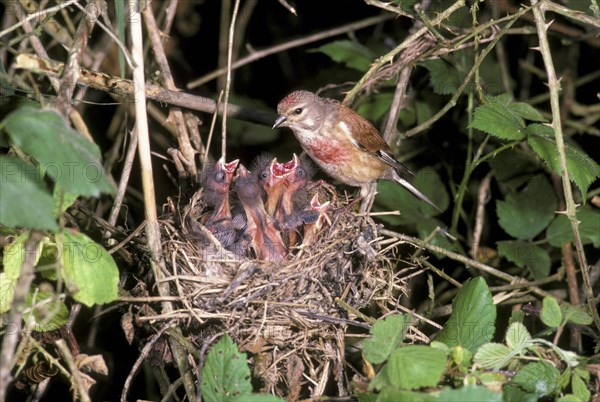 Linnet