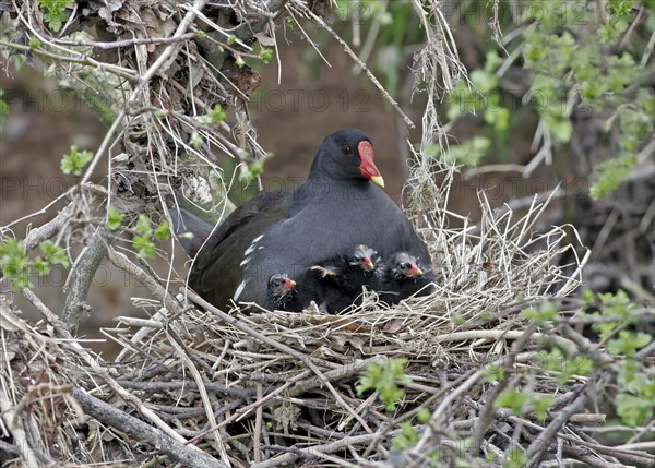 Moorhen