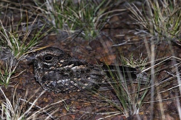 Rusty Nightjar