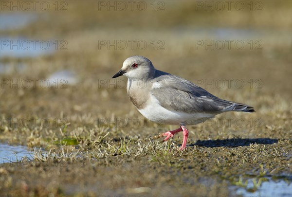 Adult magellanic plover