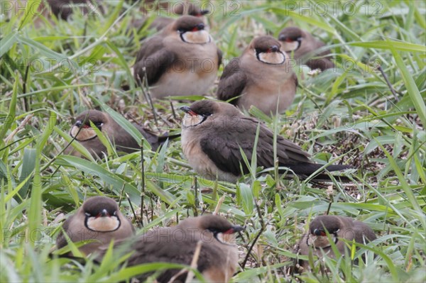 Oriental pratincole