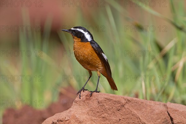 Diadem Redstart