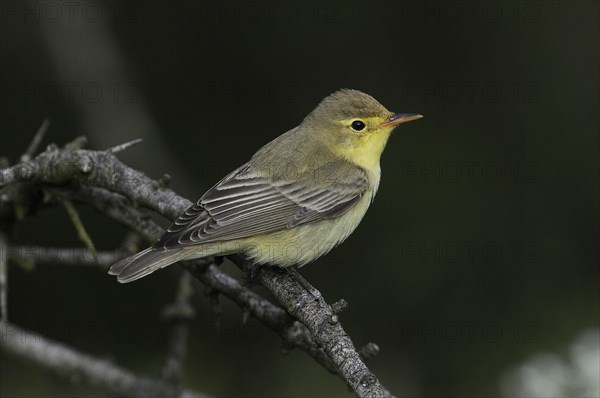 Icterine warbler