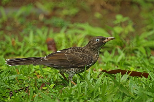 Pearly-eyed Thrasher