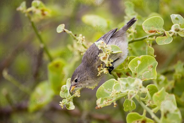 Blindloed Darwin Finch