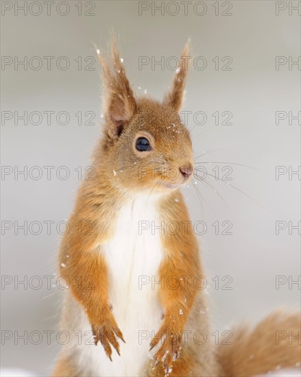 Eurasian red eurasian red squirrel