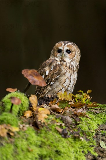 Tawny owl