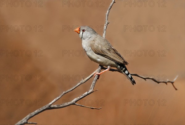 Zebra Finch