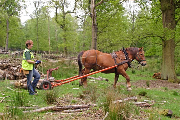 Suffolk Punch