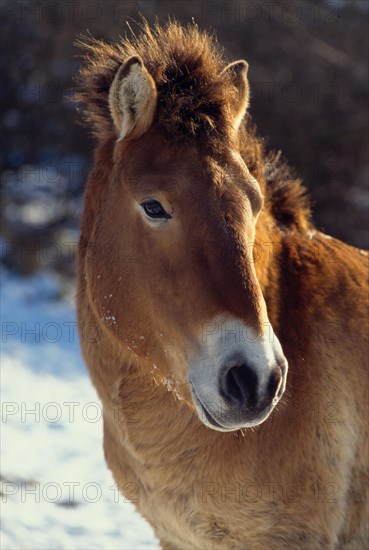 Przewalski's horse