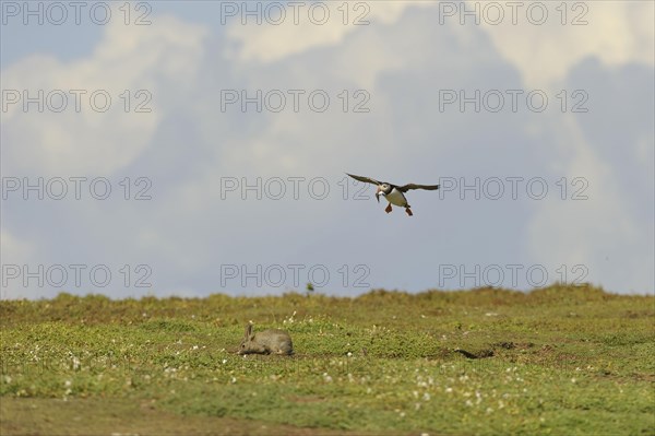 Puffin