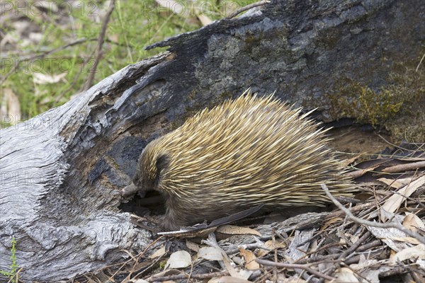 Short-beaked echidna