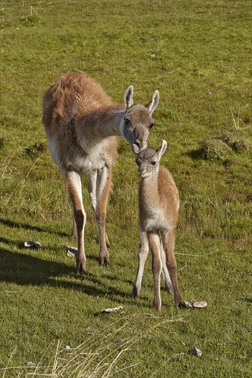 Guanaco