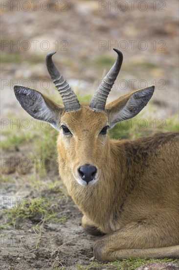 Bohor reedbuck