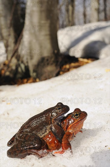 Grass Frog