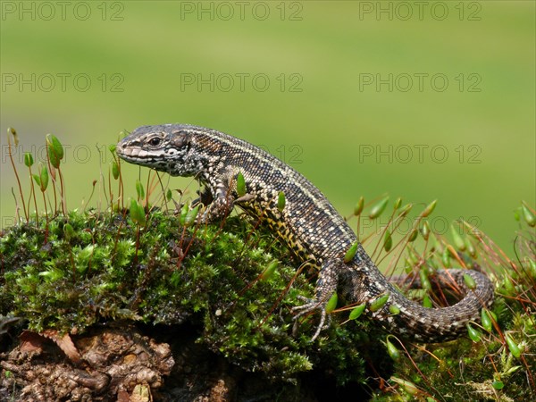 Viviparous lizard