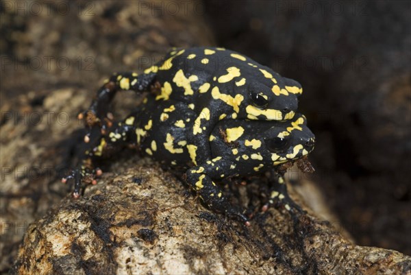 Argentine Black Toad