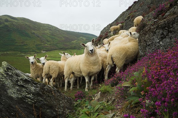 Domestic Sheep