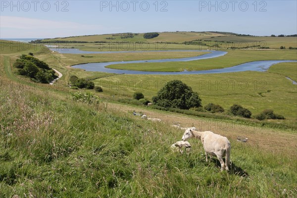 Domestic sheep