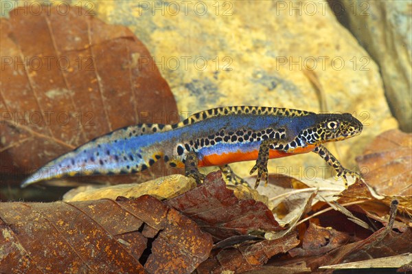 Alpine newt