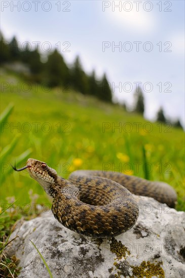 European Adder