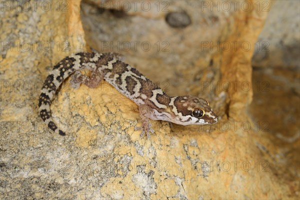 Smith's Thick-Toed Gecko