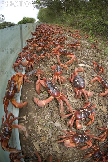 Christmas island red crab