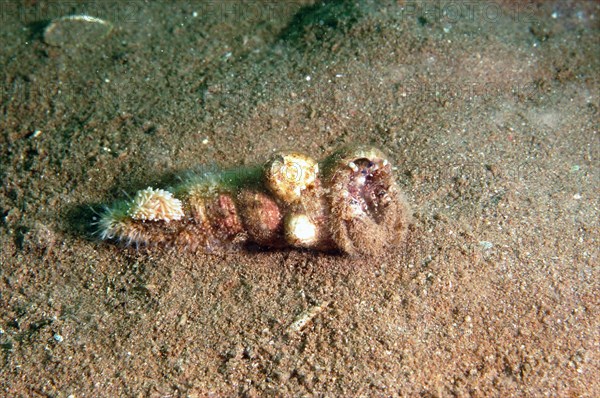 Hairy hermit crab