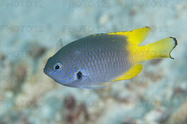 Adult black-mantled damselfish