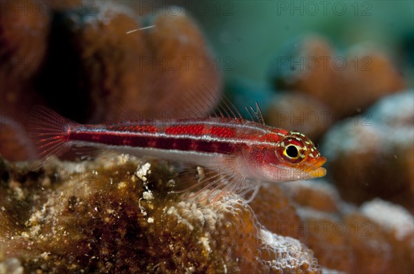 Striped triplefin