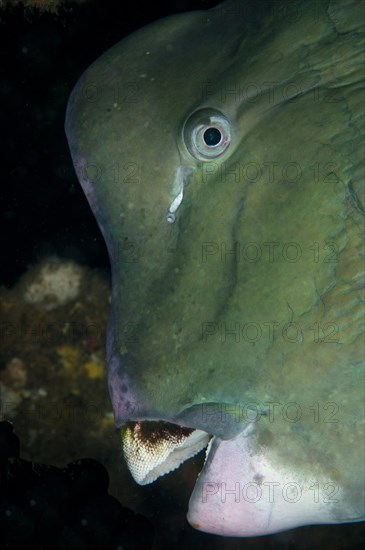 Bumphead Parrotfish